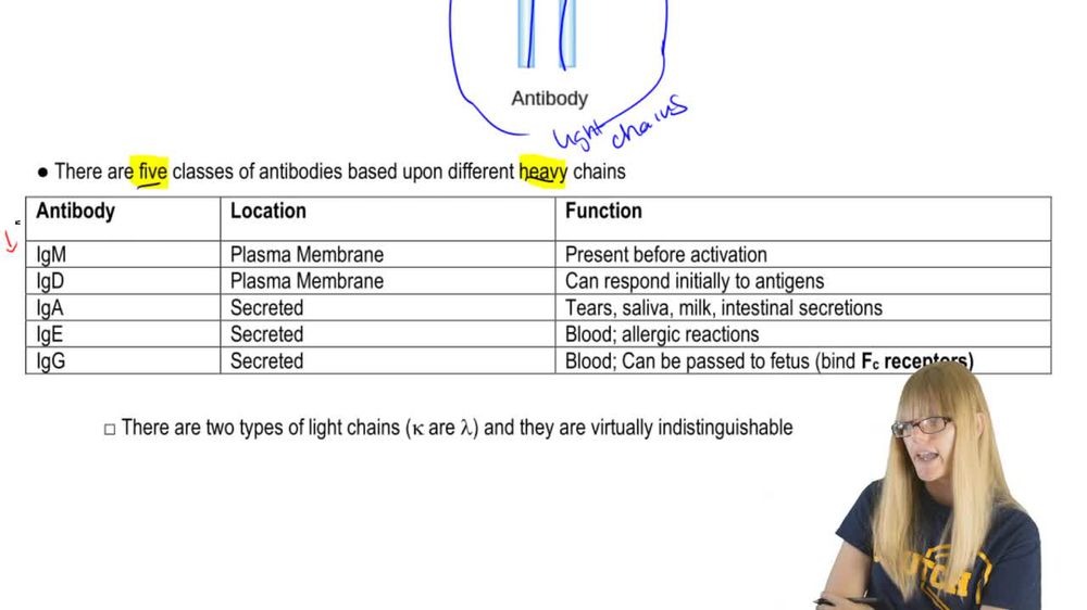 Antibody Structure