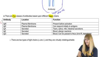 Antibody Structure