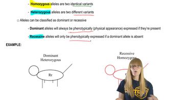 Alleles