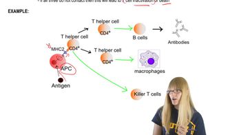 T Cells
