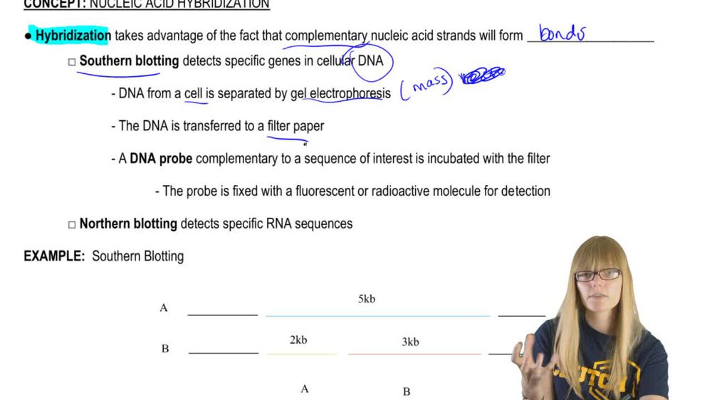 Nucleic Acid Hybridization
