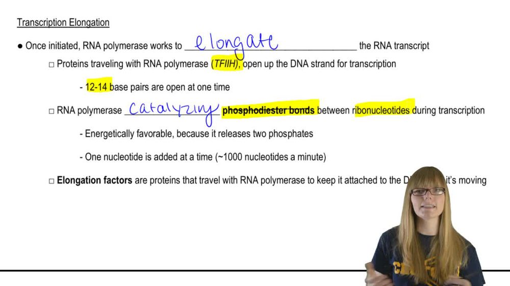 Transcription Elongation