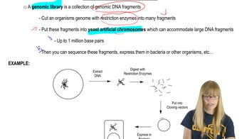 DNA Libraries