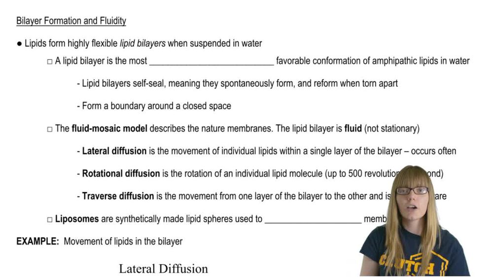 Bilayer Composition and Asymmetry