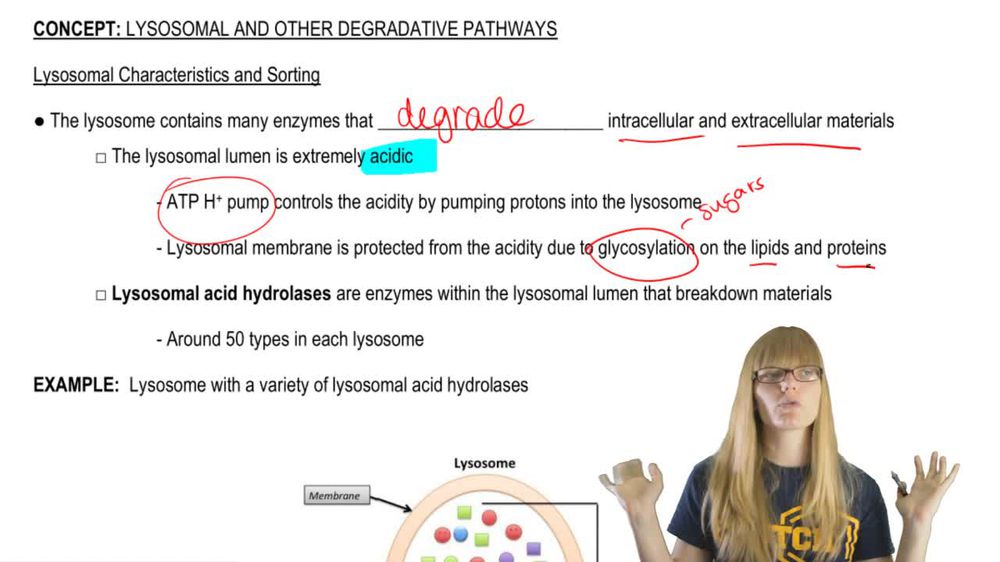 Lysosomal Sorting