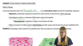 Cells to Tissues