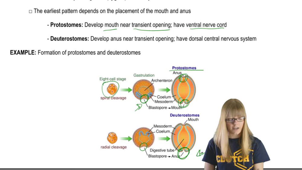 Multicellular Development