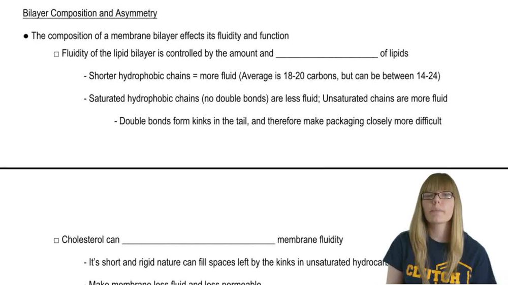 Bilayer Formation and Fluidity