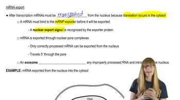 mRNA Export
