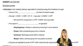 Glycolysis Overview