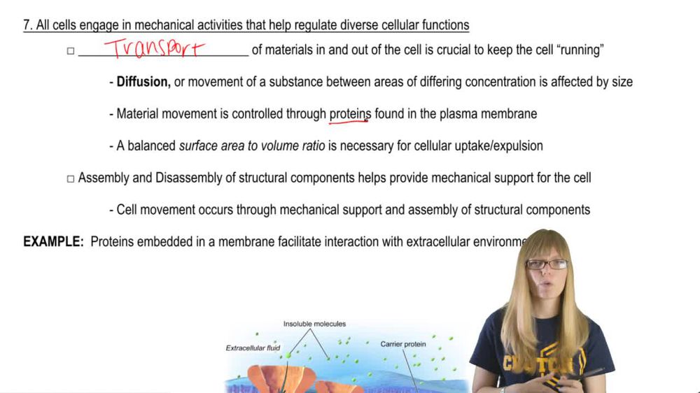 Mechanical Activities of Cells