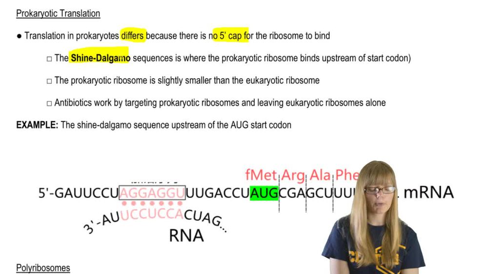 Prokaryotic Translation