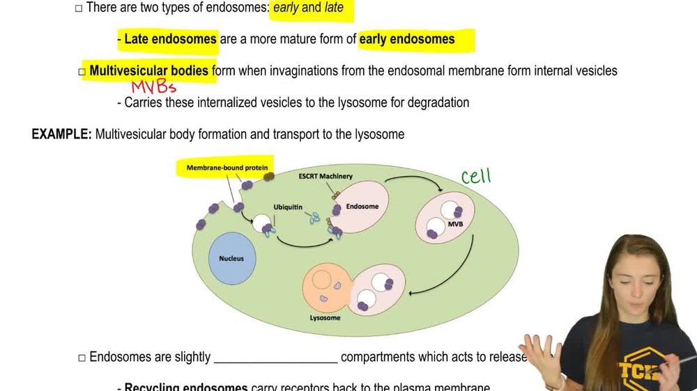 Endosomal Sorting