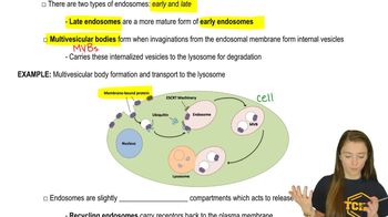Endosomal Sorting
