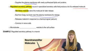 Exocytosis