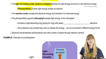 Photosystem Structure