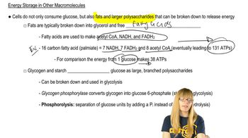 Energy Storage in Other Macromolecules