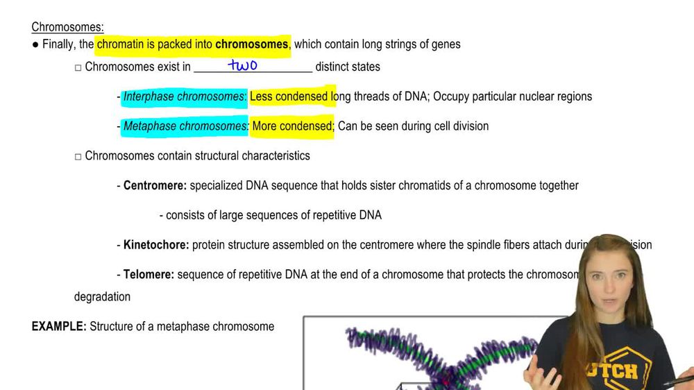 Chromosomes