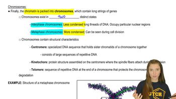 Chromosomes