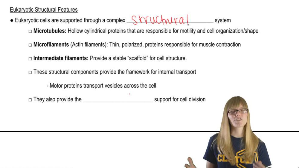 Eukaryotic Cell Structure