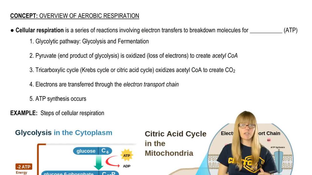 Cellular Respiration Overview
