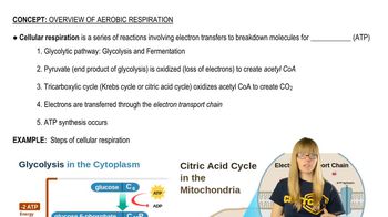 Cellular Respiration Overview
