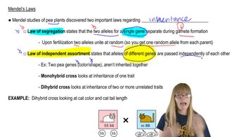 Mendel's Laws