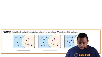 Tonicity Example