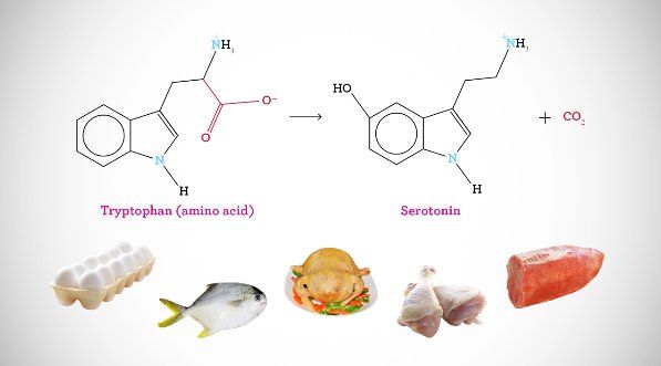 Amino acids at Physiological pH