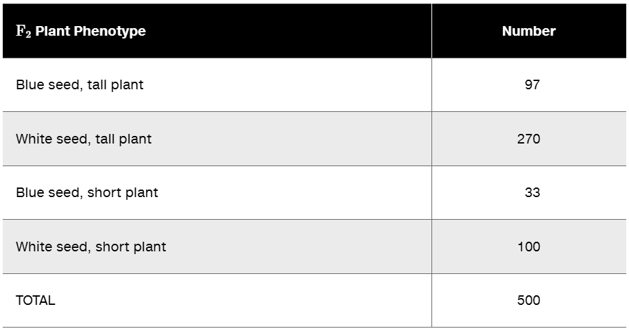 F₂ plant phenotype data table showing counts for blue and white seeds, tall and short plants, totaling 500 plants.