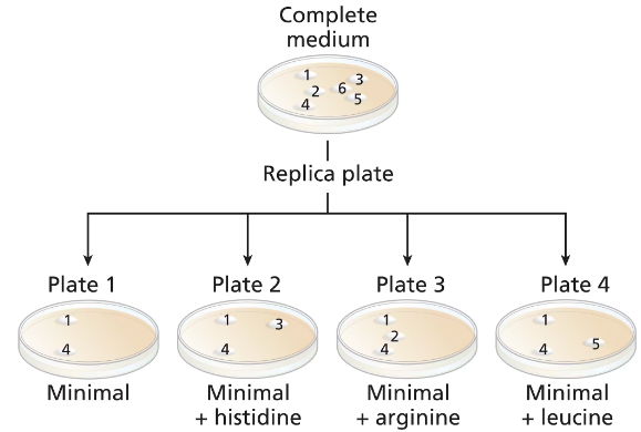 Diagram showing yeast colonies on a complete medium and their transfer to replica plates with varying minimal media conditions.