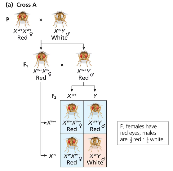 Diagram showing fruit fly crosses predicting F2 offspring eye color: females all red-eyed, males half red-eyed, half white-eyed.