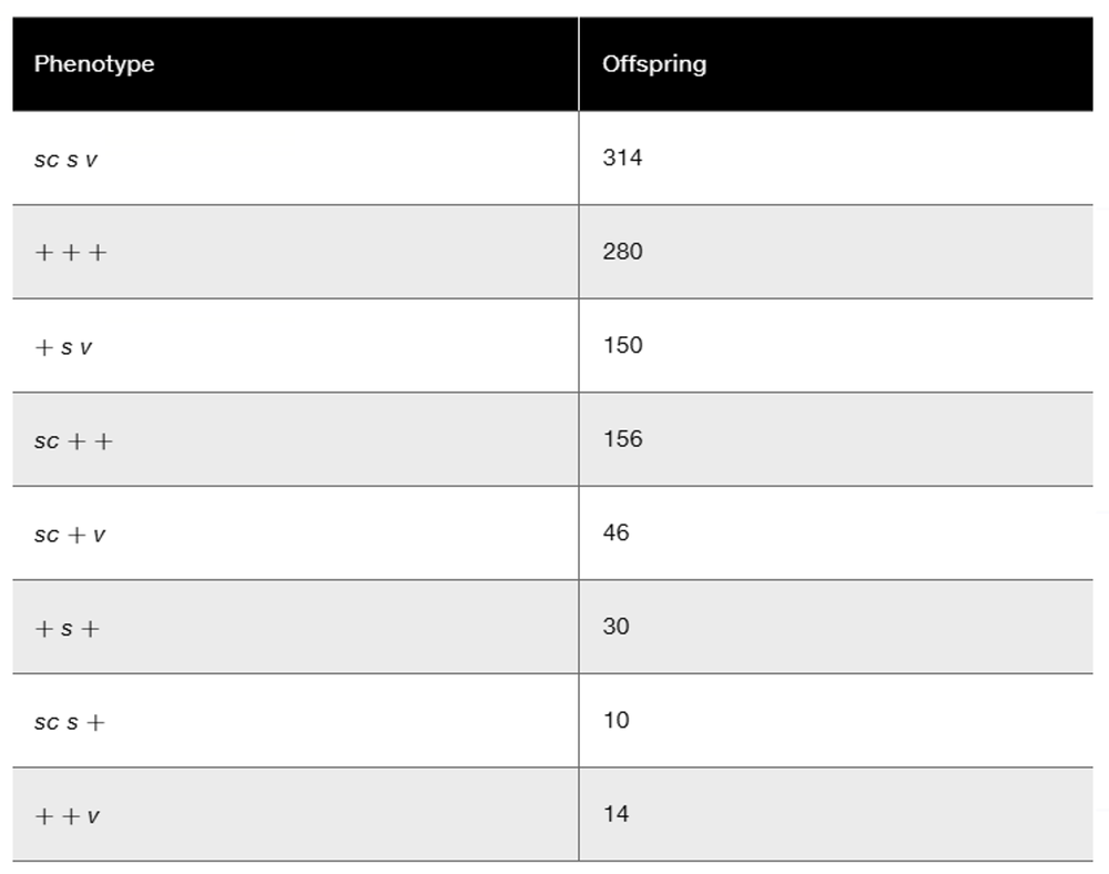 Table showing offspring counts for eight phenotypes from a Drosophila cross involving three X-linked recessive traits.