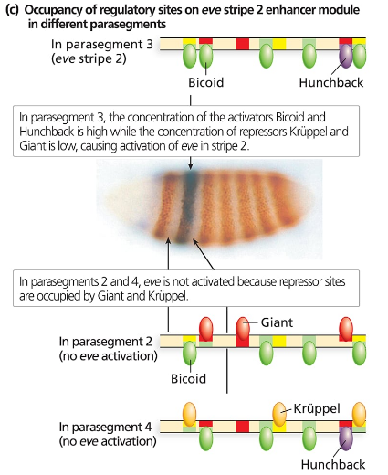 Diagram showing binding of activators Bicoid and Hunchback in parasegment 3 activates eve stripe 2; repressors Giant and Krüppel bind in 2 and 4, blocking expression.