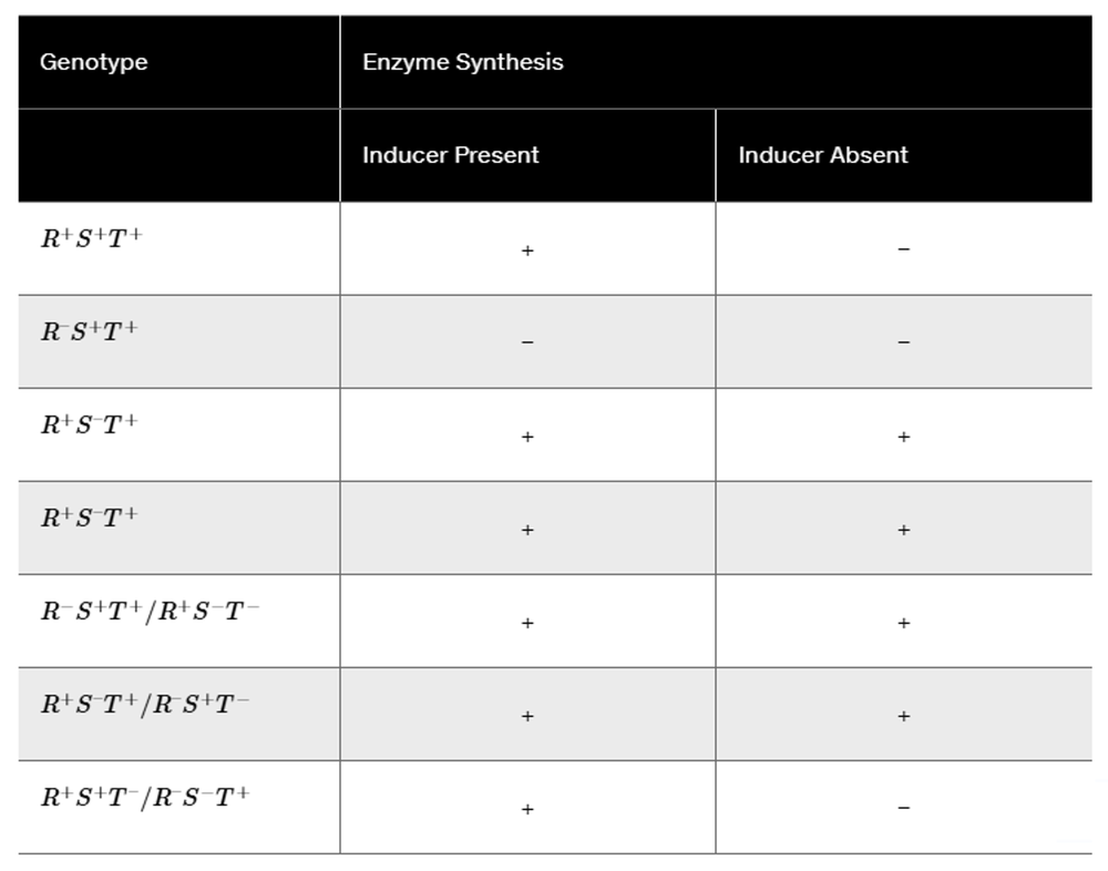 Table displaying genotypes and enzyme synthesis in response to an inducer, indicating synthesis presence or absence.