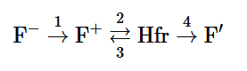 Diagram showing transitions between bacterial strains: F⁻ to F⁺ by conjugation, F⁺ to Hfr by integration, Hfr to F′ by excision, and F′ to F⁻ by loss.