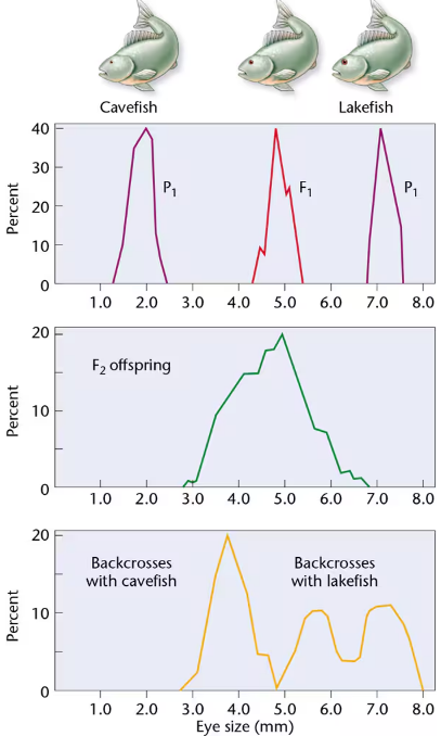 Graphs showing eye size distributions in cavefish, lakefish, their hybrids, F2 offspring, and backcrosses.