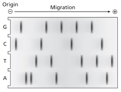 Dideoxy DNA sequencing gel showing bands for G, C, T, and A, indicating DNA sequence and strand polarity.