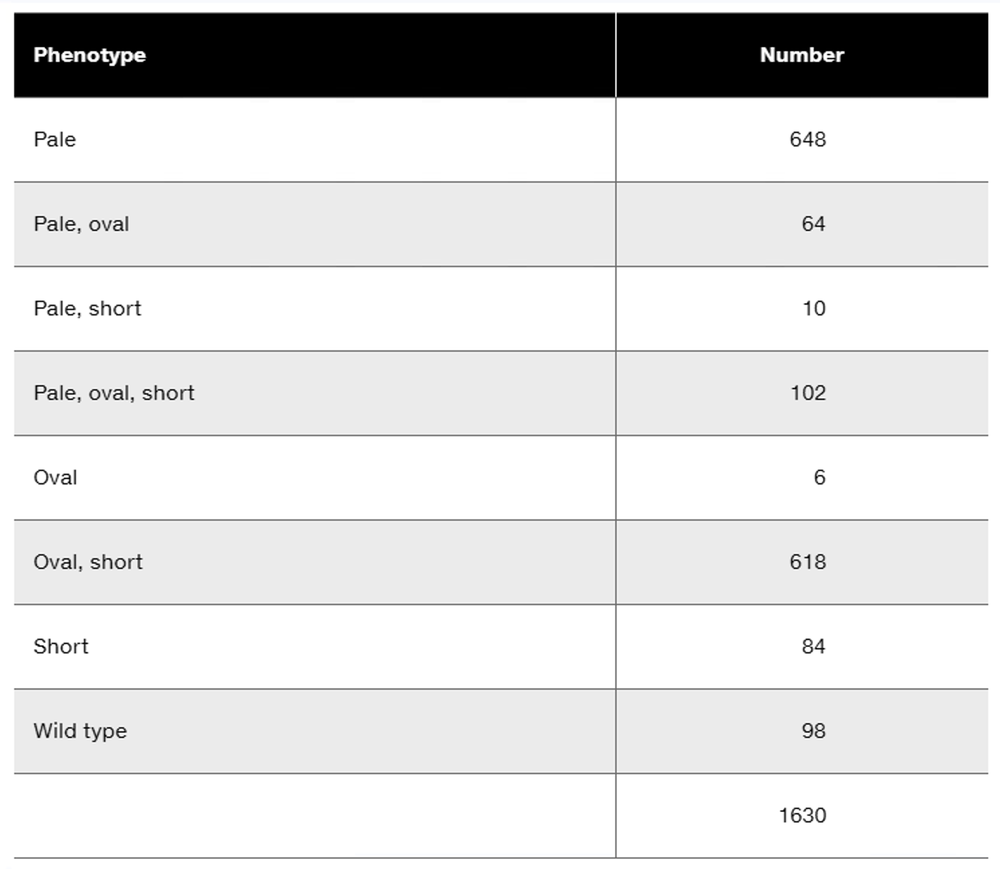 Table displaying phenotypes and their corresponding numbers from a trihybrid soybean plant cross.