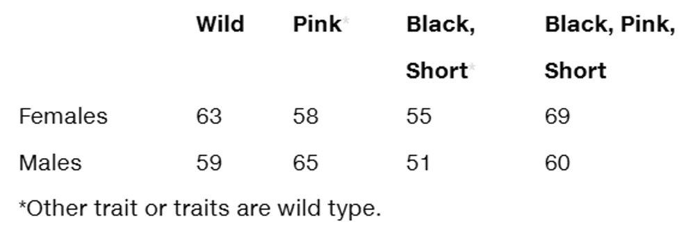 Table showing F2 phenotypic counts of Drosophila by sex for wild, pink, black short, and black pink short traits.