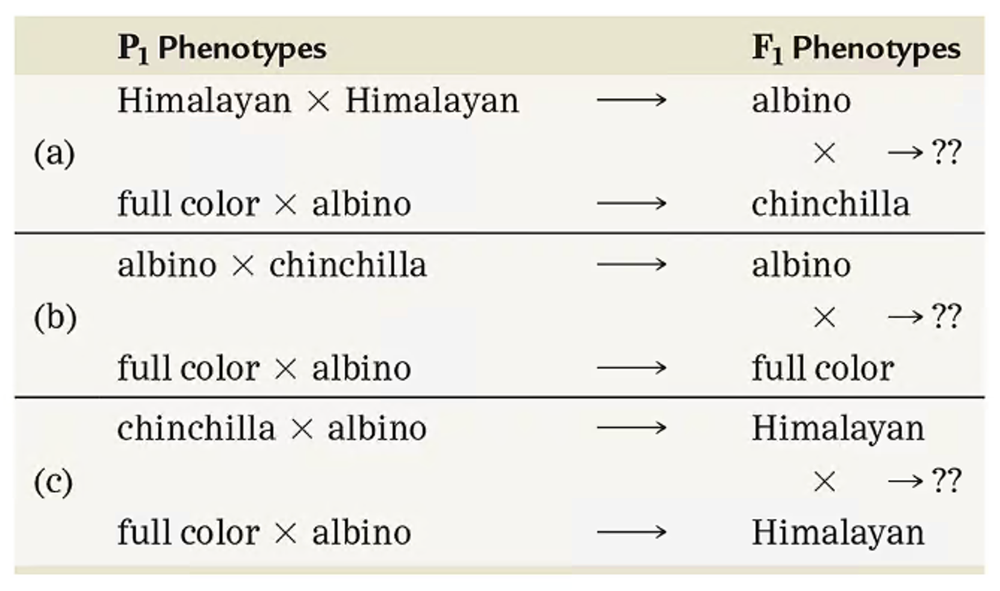 Table showing rabbit coat color crosses with P₁ phenotypes, resulting F₁ phenotypes, and unknown F₁ cross outcomes.