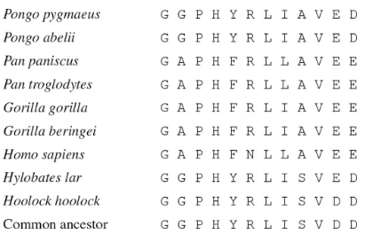 Amino acid sequences from various ape species arranged to aid in constructing a phylogenetic tree.