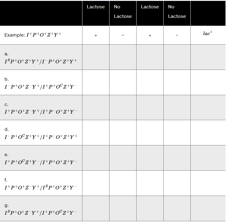 Table for recording presence (+) or absence (−) of active β-galactosidase and permease enzymes with lactose conditions and lac⁺/lac⁻ strain status.