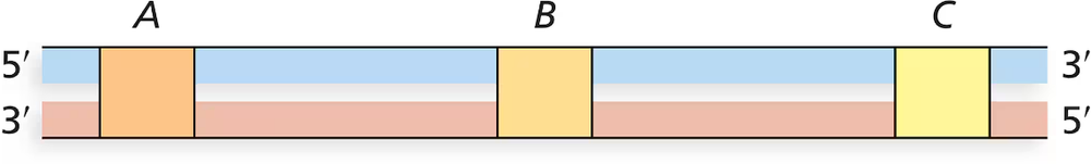 Diagram showing transcription of genes A, B, and C, with coding strands labeled as upper or lower strands.