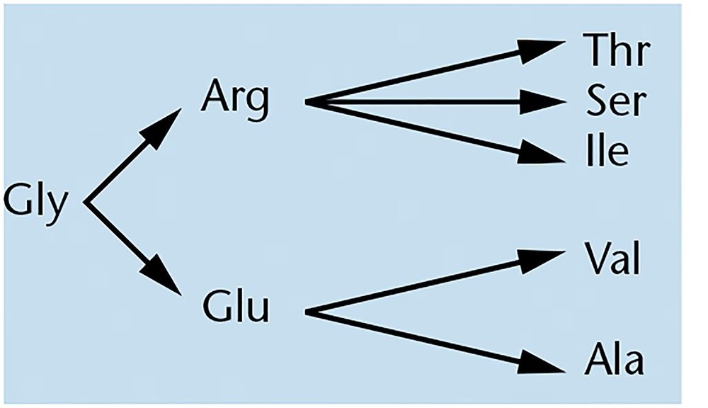 Diagram showing amino acid changes from Gly to Arg or Glu, then to Thr, Ser, Ile, Val, or Ala via single-nucleotide mutations.