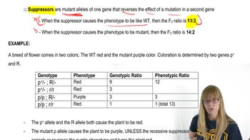 Other Gene Interactions