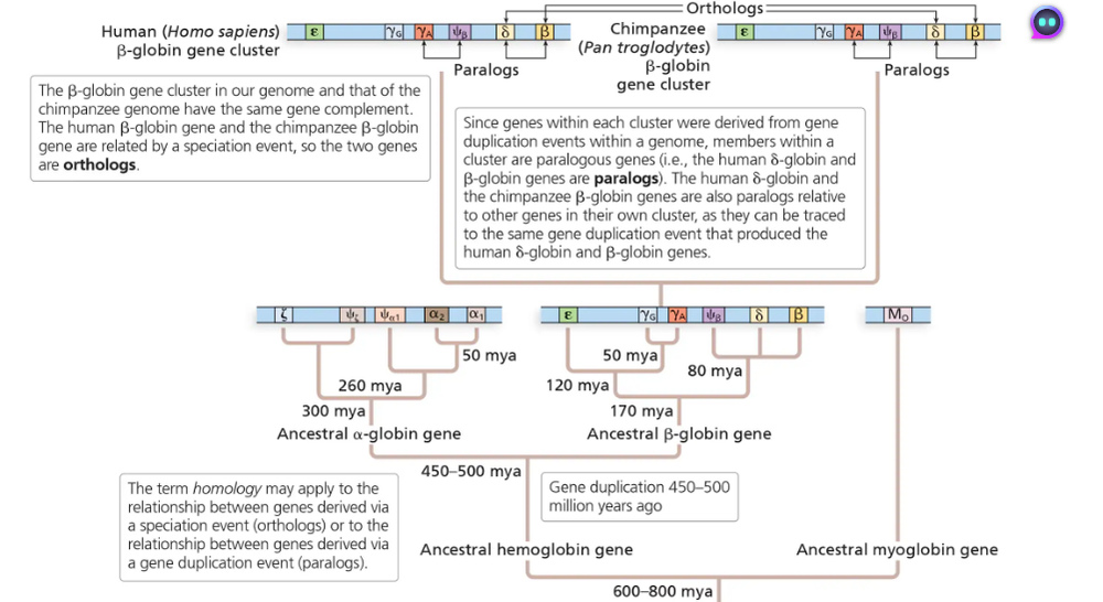 Diagram comparing human and chimpanzee β-globin gene clusters, illustrating gene duplications and relationships.