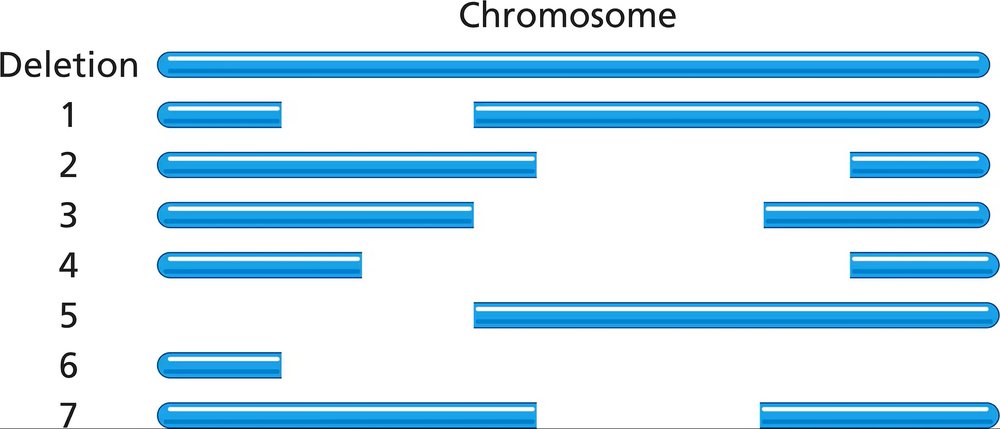 Diagram showing seven partial deletions on a chromosome, indicating gene locations for mutant phenotypes in Drosophila.