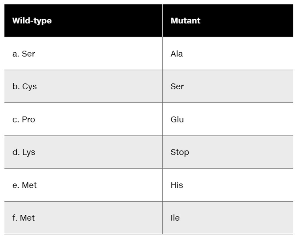 Table comparing wild-type and mutant amino acids resulting from base-substitution mutations.