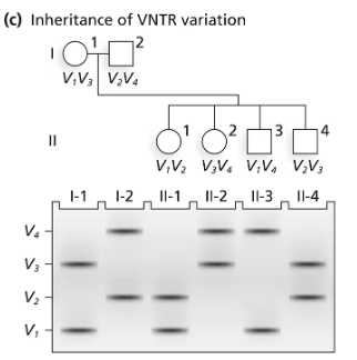 Pedigree chart showing a family with genotyped PCR fragments labeled V1 to V4 from parents and children.